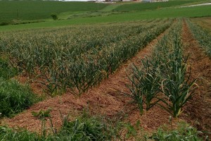 Field of Garlic at Adams Garlic