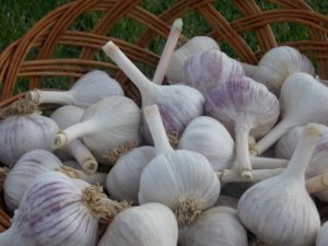 Music, A Harneck Porcelain Garlic